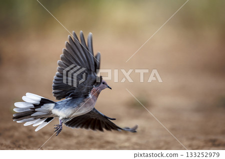 Laughing Dove in Greater Kruger National park, South Africa 133252979