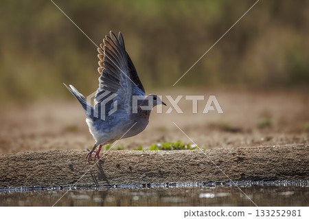 Laughing Dove in Greater Kruger National park, South Africa Laughing Dove in Greater Kruger National park, South Africa 133252981