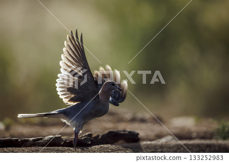 Laughing Dove in Greater Kruger National park, South Africa Laughing Dove in Greater Kruger National park, South Africa 133252983