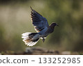 Laughing Dove in Greater Kruger National park, South Africa 133252985