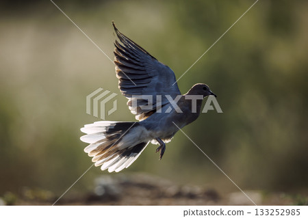 Laughing Dove in Greater Kruger National park, South Africa Laughing Dove in Greater Kruger National park, South Africa 133252985