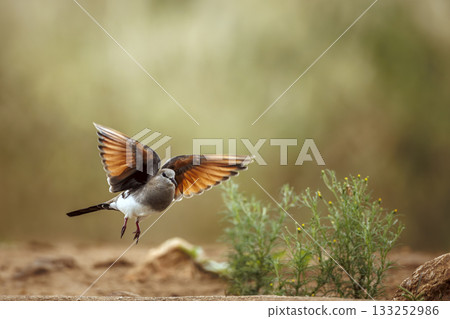 Namaqua Dove in Greater Kruger National park, South Africa 133252986