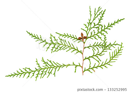 thuja branch on an isolated white background 133252995