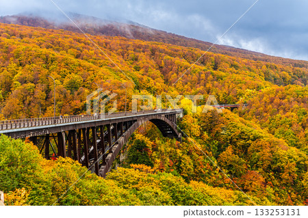 Autumn leaves at Jogakura Bridge [Aomori City, Aomori Prefecture] 133253131