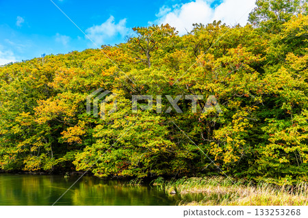 Autumn leaves at Tsuta Numa (Aomori City, Aomori Prefecture) 133253268