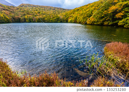 Autumn leaves at Tsuta Numa (Aomori City, Aomori Prefecture) Autumn leaves at Tsuta Numa (Aomori City, Aomori Prefecture) 133253280