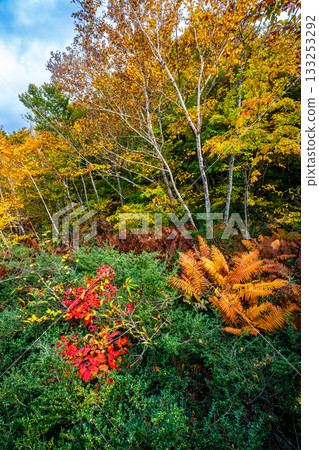 Autumn leaves at Tsuta Numa (Aomori City, Aomori Prefecture) Autumn leaves at Tsuta Numa (Aomori City, Aomori Prefecture) 133253292