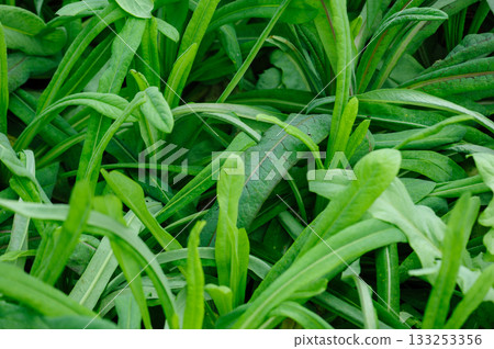 Green romaine lettuce crops in growth in garden, China Green romaine lettuce crops in growth in garden, China 133253356