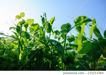Sweet broad pea crops in garden 133253364