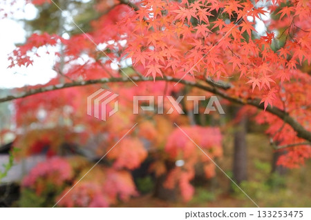 鮮紅的秋葉 鮮紅的秋葉 133253475