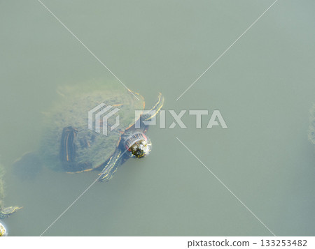 烏龜在水面上露出它的臉 133253482