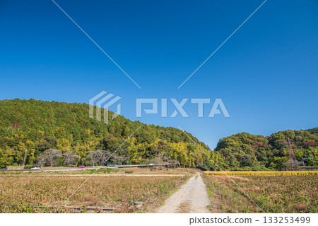 Azuchiyama seen from the countryside at the foot of the mountain, Omihachiman City, Shiga Prefecture 133253499