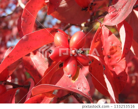 Dogwood fruits and leaves colored bright red Dogwood fruits and leaves colored bright red 133253516