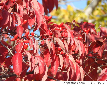 Dogwood fruits and leaves colored bright red 133253517