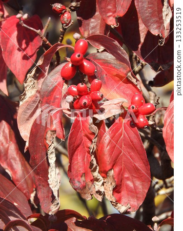 Dogwood fruits and leaves colored bright red 133253519