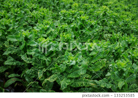 Green stem lettuce crops in garden Green stem lettuce crops in garden 133253585