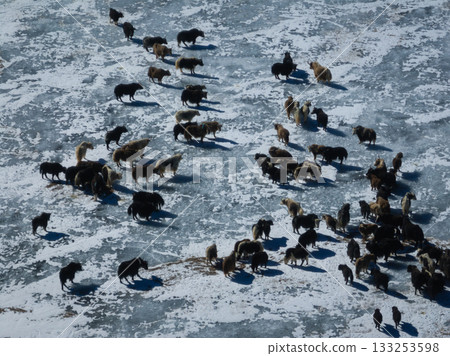 Tibetan Yaks walking on frozen lake in tibet, China Tibetan Yaks walking on frozen lake in tibet, China 133253598