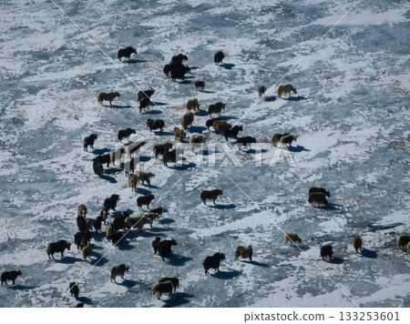 Tibetan Yaks walking on frozen lake in tibet, China Tibetan Yaks walking on frozen lake in tibet, China 133253601