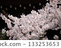 A bouquet of cherry blossoms in full bloom │ Japanese spring stands out against a dark background │ Close-up of spring in full bloom 133253653