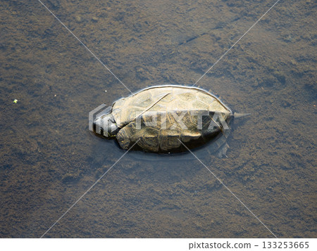 A sunny turtle 133253665