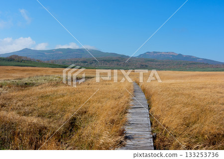 Autumn scenery of Uryu Numa marshland and boardwalks dyed in autumn leaves (Hokkaido) Autumn scenery of Uryu Numa marshland and boardwalks dyed in autumn leaves (Hokkaido) 133253736