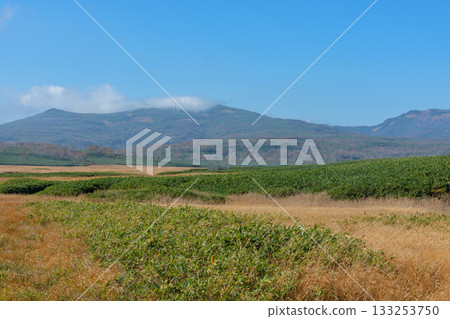 秋日里,雨龍沼的濕地和木棧道被秋葉染成了五彩斑斕的顏色(北海道) 秋日里,雨龍沼的濕地和木棧道被秋葉染成了五彩斑斕的顏色(北海道) 133253750