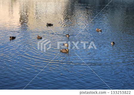 水禽池塘 133253822