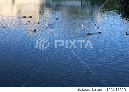 一個水禽游泳的池塘 133253823