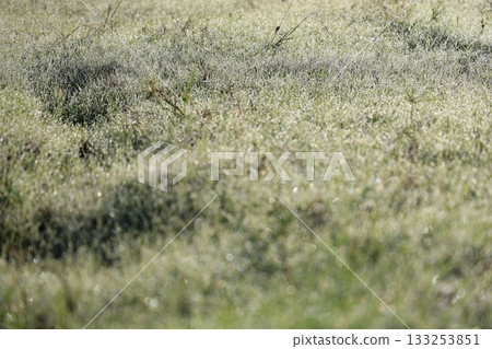 Fields shining with morning dew Fields shining with morning dew 133253851