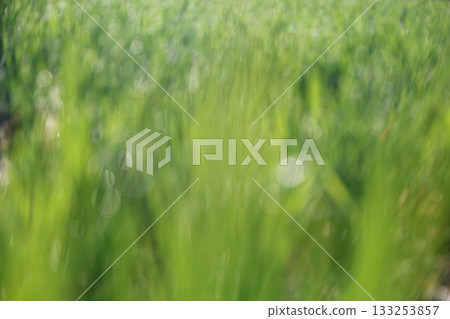 Rice shining in morning dew 133253857