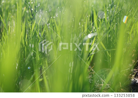 Rice shining in morning dew Rice shining in morning dew 133253858