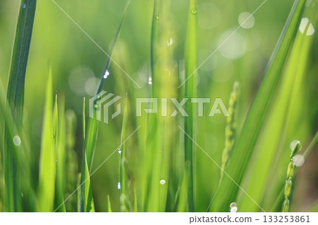 Rice shining in morning dew 133253861