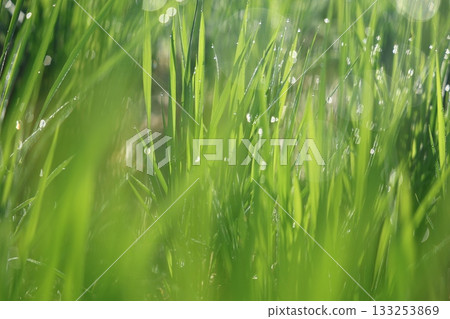 Rice shining in morning dew Rice shining in morning dew 133253869