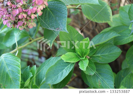 可愛的粉紅色花朵 可愛的粉紅色花朵 133253887