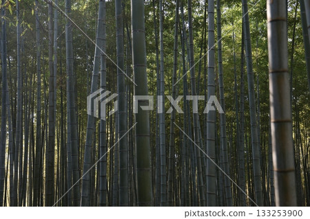 與竹林的風景 133253900