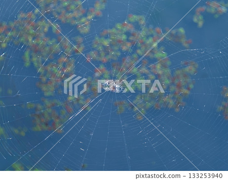 Spider web on the water surface 133253940