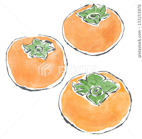 Persimmon illustration, line drawing, hand-drawn style Persimmon illustration, line drawing, hand-drawn style 133253978