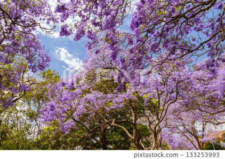 Jacaranda Trees in Sydney Australia 133253993