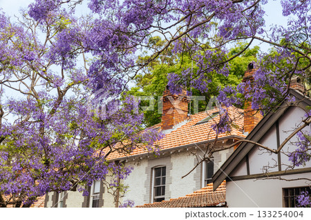 Jacaranda Trees in Sydney Australia Jacaranda Trees in Sydney Australia 133254004