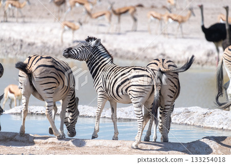 Zebra in Etosha Zebra in Etosha 133254018