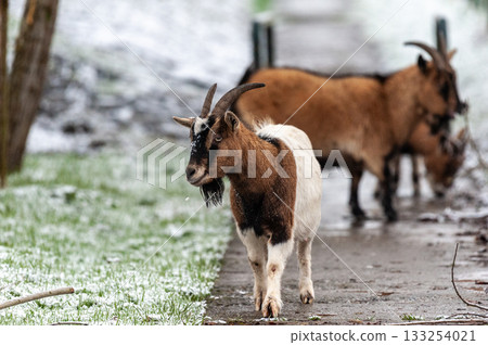 Goats in a snowy field Goats in a snowy field 133254021