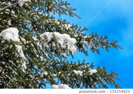 snow covered coniferous tree branch. winter background in carpathian virgin spruce forest. closeup photo. christmas holiday mood on a sunny day. cold weather beautiful green needles snow covered coniferous tree branch. winter background in carpathian virgin spruce forest. closeup photo. christmas holiday mood on a sunny day. cold weather beautiful green needles 133254023