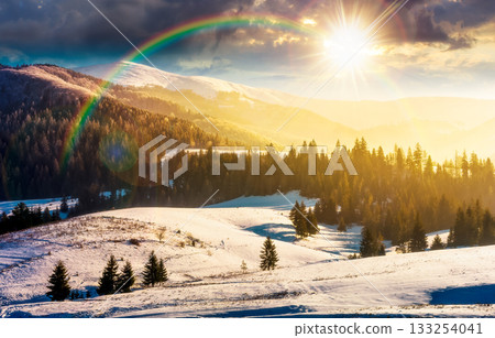 spruce forest on snow covered hills at sunset. rolling winter landscape in mountains in evening light. leadership corporate wallpaper under the rainbow 133254041