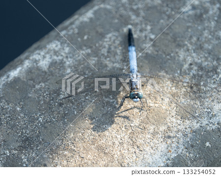 一隻普通的藍色剪嘴鷗在陰涼處休息 一隻普通的藍色剪嘴鷗在陰涼處休息 133254052