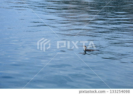 Cormorant Swimming on Blue Water Cormorant Swimming on Blue Water 133254098