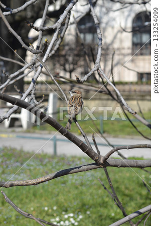 Sparrow Perched on Bare Branch Sparrow Perched on Bare Branch 133254099