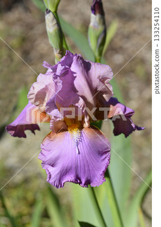 Tall bearded iris Laurie 133254110