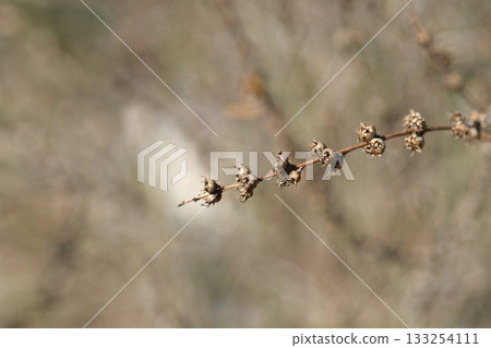 Shrubby yellowcrest Shrubby yellowcrest 133254111