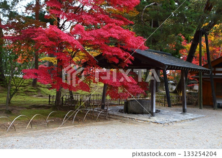 Motsuji Temple gardens enveloped in autumn leaves 133254204