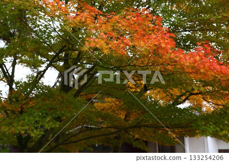 茂津寺庭園被秋葉環繞 茂津寺庭園被秋葉環繞 133254206